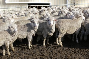WPA says 2015 will provide wool growers with an opportunity to have their say on a number of important issues.