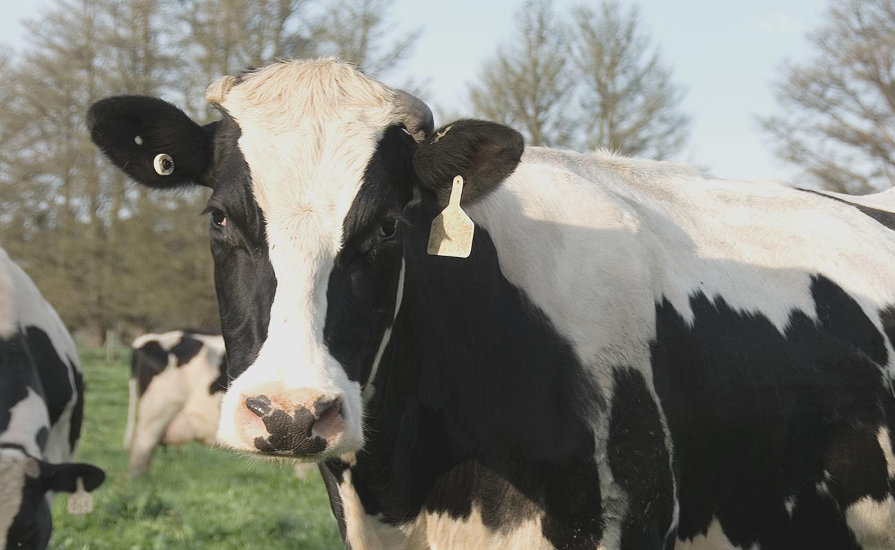 National Arbovirus Monitoring Program Animal Health Australia