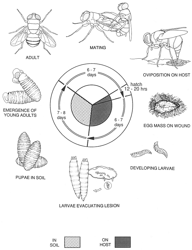 Screw Worm Fly Surveillance & Preparedness Program Animal Health