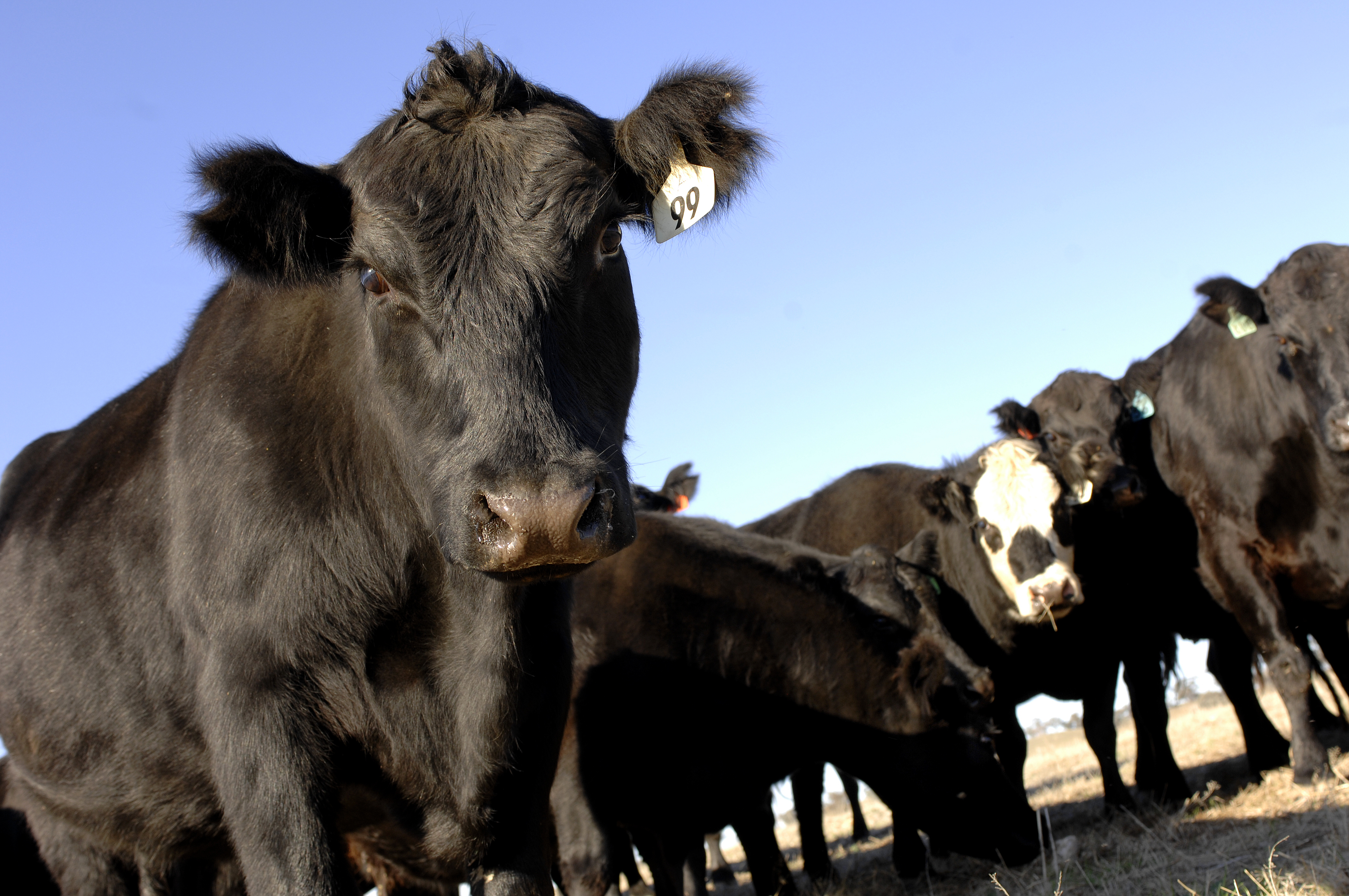 cattlemap the next steps in the new approach to jd in cattle