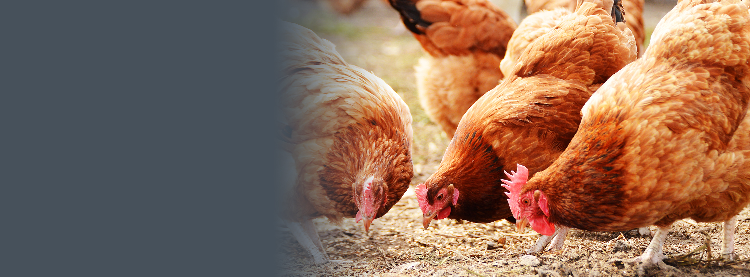 Animal Health Australia